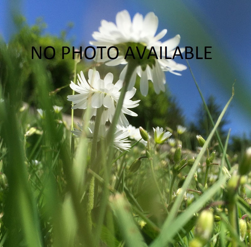 Model Power HO #494 Small Gas Light Frosted