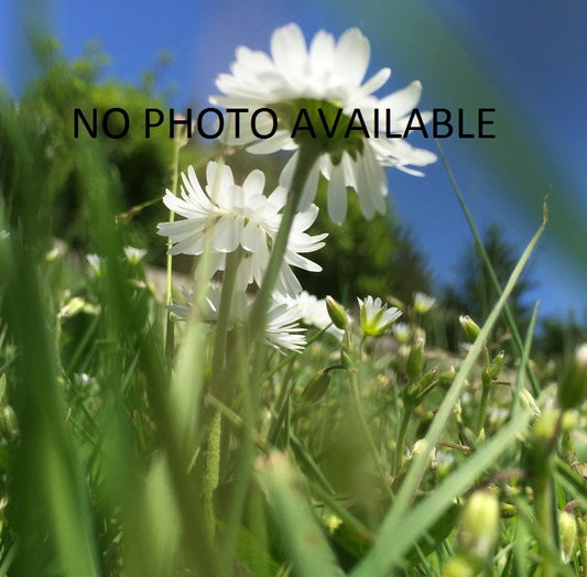 Model Power HO #494 Small Gas Light Frosted